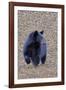 American Black Bear-Gary Carter-Framed Photographic Print