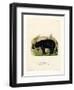 American Black Bear-null-Framed Giclee Print