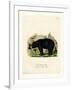 American Black Bear-null-Framed Giclee Print