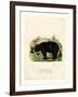 American Black Bear-null-Framed Giclee Print