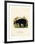 American Black Bear-null-Framed Giclee Print