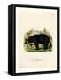 American Black Bear-null-Framed Stretched Canvas