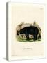 American Black Bear-null-Stretched Canvas