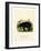 American Black Bear-null-Framed Giclee Print
