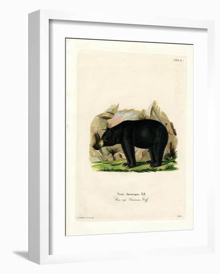 American Black Bear-null-Framed Giclee Print