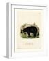 American Black Bear-null-Framed Giclee Print