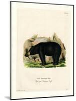 American Black Bear-null-Mounted Giclee Print