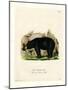 American Black Bear-null-Mounted Giclee Print