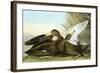 American Black, Or Dusky,-John James Audubon-Framed Giclee Print