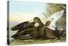 American Black, Or Dusky,-John James Audubon-Stretched Canvas