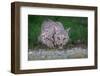 American bobcat drinking at water's edge, Texas, USA-Karine Aigner-Framed Photographic Print