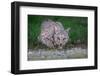 American bobcat drinking at water's edge, Texas, USA-Karine Aigner-Framed Photographic Print