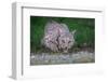 American bobcat drinking at water's edge, Texas, USA-Karine Aigner-Framed Photographic Print