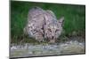 American bobcat drinking at water's edge, Texas, USA-Karine Aigner-Mounted Photographic Print