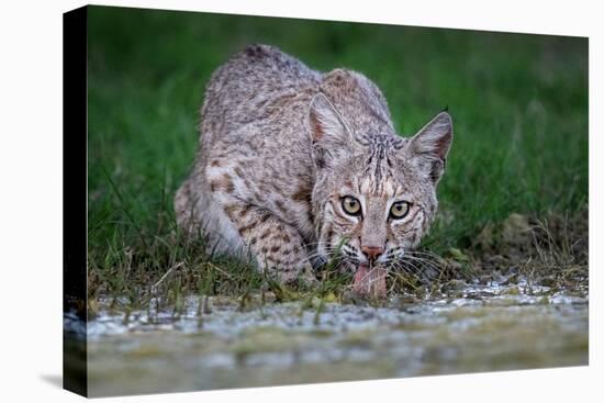 American bobcat drinking at water's edge, Texas, USA-Karine Aigner-Stretched Canvas