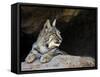 American Bobcat Portrait Resting in Cave. Arizona, USA-Philippe Clement-Framed Stretched Canvas