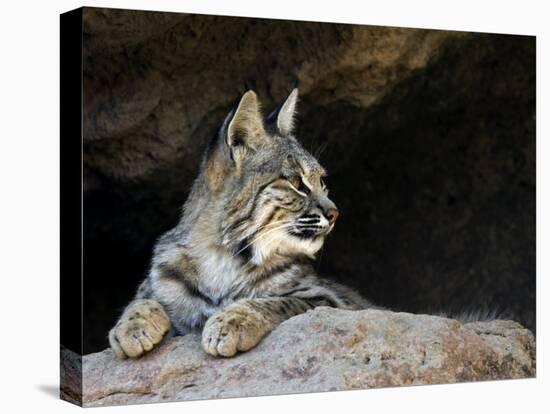 American Bobcat Portrait Resting in Cave. Arizona, USA-Philippe Clement-Stretched Canvas