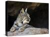 American Bobcat Portrait Resting in Cave. Arizona, USA-Philippe Clement-Stretched Canvas