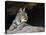 American Bobcat Portrait Resting in Cave. Arizona, USA-Philippe Clement-Stretched Canvas