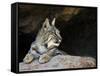 American Bobcat Portrait Resting in Cave. Arizona, USA-Philippe Clement-Framed Stretched Canvas