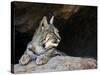 American Bobcat Portrait Resting in Cave. Arizona, USA-Philippe Clement-Stretched Canvas