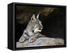 American Bobcat Portrait Resting in Cave. Arizona, USA-Philippe Clement-Framed Stretched Canvas