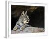 American Bobcat Portrait Resting in Cave. Arizona, USA-Philippe Clement-Framed Photographic Print