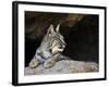 American Bobcat Portrait Resting in Cave. Arizona, USA-Philippe Clement-Framed Photographic Print