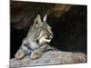 American Bobcat Portrait Resting in Cave. Arizona, USA-Philippe Clement-Mounted Photographic Print
