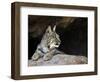 American Bobcat Portrait Resting in Cave. Arizona, USA-Philippe Clement-Framed Photographic Print