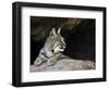 American Bobcat Portrait Resting in Cave. Arizona, USA-Philippe Clement-Framed Photographic Print