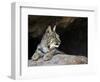 American Bobcat Portrait Resting in Cave. Arizona, USA-Philippe Clement-Framed Photographic Print