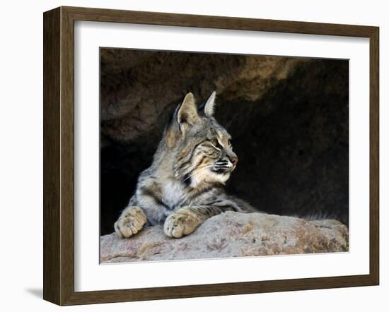 American Bobcat Portrait Resting in Cave. Arizona, USA-Philippe Clement-Framed Photographic Print