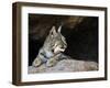 American Bobcat Portrait Resting in Cave. Arizona, USA-Philippe Clement-Framed Photographic Print