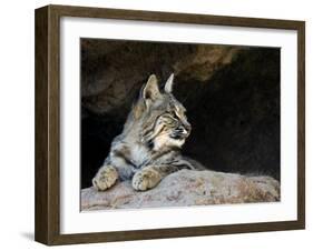 American Bobcat Portrait Resting in Cave. Arizona, USA-Philippe Clement-Framed Photographic Print