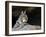 American Bobcat Portrait Resting in Cave. Arizona, USA-Philippe Clement-Framed Photographic Print