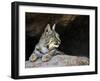 American Bobcat Portrait Resting in Cave. Arizona, USA-Philippe Clement-Framed Photographic Print