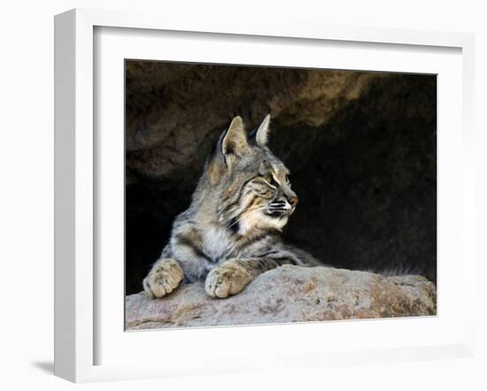 American Bobcat Portrait Resting in Cave. Arizona, USA-Philippe Clement-Framed Photographic Print