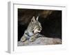 American Bobcat Portrait Resting in Cave. Arizona, USA-Philippe Clement-Framed Photographic Print