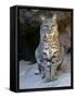 American Bobcat Portrait, Sitting in Front of Cave. Arizona, USA-Philippe Clement-Framed Stretched Canvas