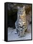 American Bobcat Portrait, Sitting in Front of Cave. Arizona, USA-Philippe Clement-Framed Stretched Canvas