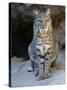 American Bobcat Portrait, Sitting in Front of Cave. Arizona, USA-Philippe Clement-Stretched Canvas