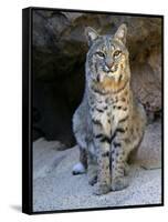 American Bobcat Portrait, Sitting in Front of Cave. Arizona, USA-Philippe Clement-Framed Stretched Canvas