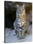 American Bobcat Portrait, Sitting in Front of Cave. Arizona, USA-Philippe Clement-Stretched Canvas