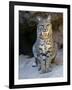 American Bobcat Portrait, Sitting in Front of Cave. Arizona, USA-Philippe Clement-Framed Premium Photographic Print