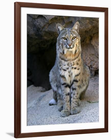 American Bobcat Portrait, Sitting in Front of Cave. Arizona, USA-Philippe Clement-Framed Premium Photographic Print