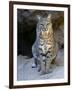 American Bobcat Portrait, Sitting in Front of Cave. Arizona, USA-Philippe Clement-Framed Premium Photographic Print