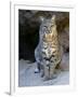 American Bobcat Portrait, Sitting in Front of Cave. Arizona, USA-Philippe Clement-Framed Premium Photographic Print