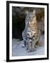 American Bobcat Portrait, Sitting in Front of Cave. Arizona, USA-Philippe Clement-Framed Premium Photographic Print