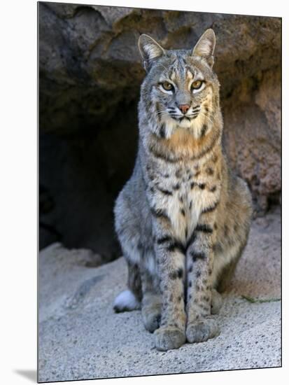 American Bobcat Portrait, Sitting in Front of Cave. Arizona, USA-Philippe Clement-Mounted Premium Photographic Print